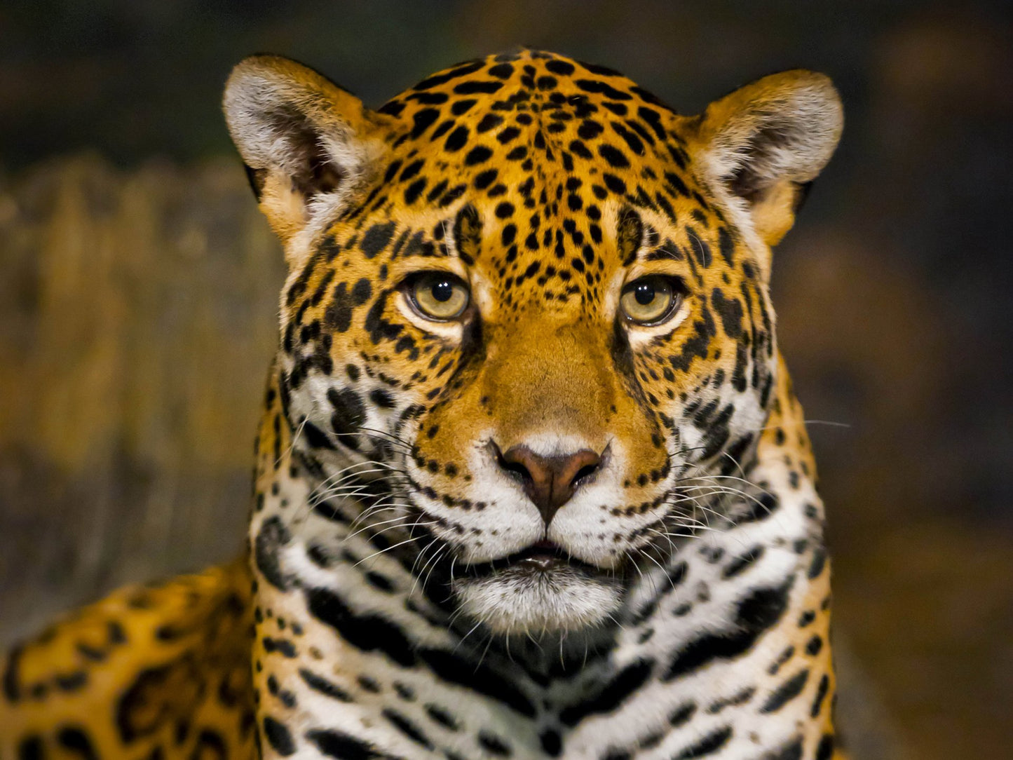 Costa Rica El Jaguar